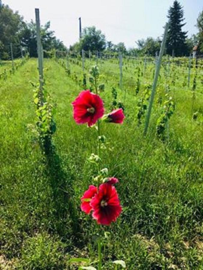Villa Ágnes almái Ágnes apples Kisapati Esterno foto
